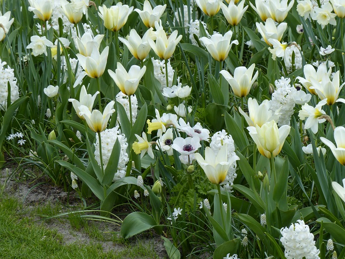 Tulipe 'Concerto', Jacinthe 'Carnegie', Narcisse 'Mount Hood', Muscari 'White Magic', Anemone coronaria 'The Bride'