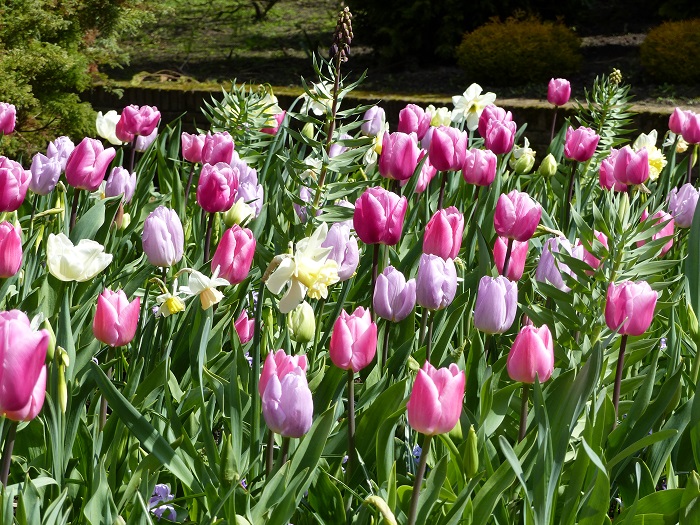 Tulipes 'In Love' et 'Candy Prince', Narcisse 'Palmares', Fritillaire persica