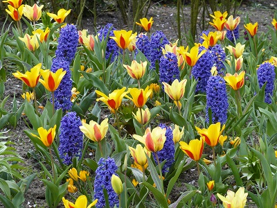 Tulipe kaumanniana 'Goudstuck' et 'Johann Strauss', Crocus Mammouth jaune