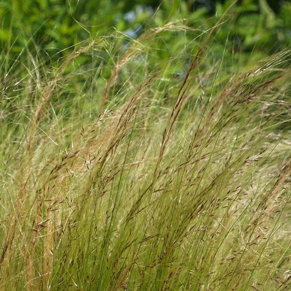 stipa tenuifolia ou cheveux d'ange, une jolie graminée