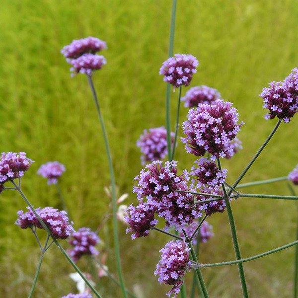 Verbena bonariensis, Verveine de Buenos Aires, une vivace aérienne idéale avec stipa tenuifolia