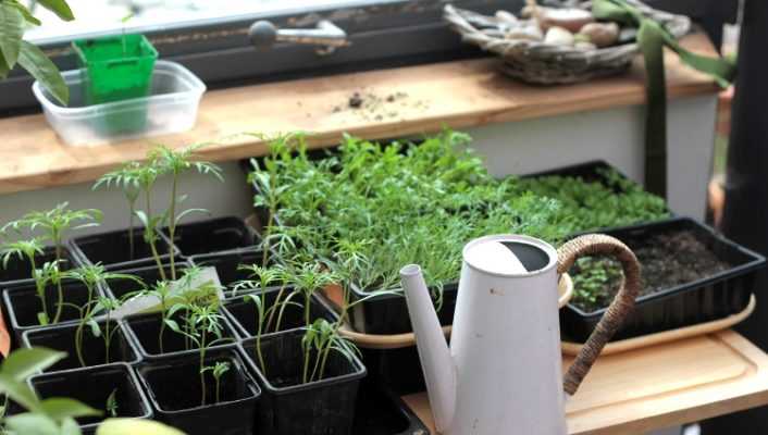 Échange de plantes : vivre son jardin autour du partage