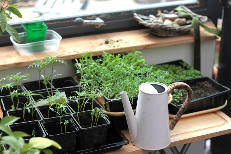 Échange de plantes : vivre son jardin autour du partage