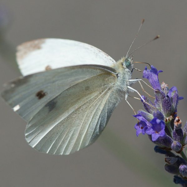 la pieride du chou ou pieris brassicae