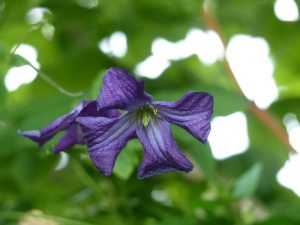 Fleur de clematis viticella