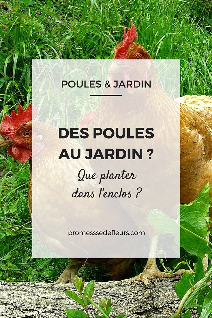 quel arbuste pour les poules