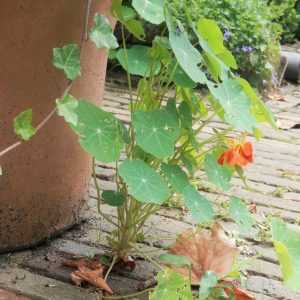Trottoir jardiné : la capucine y pousse très bien