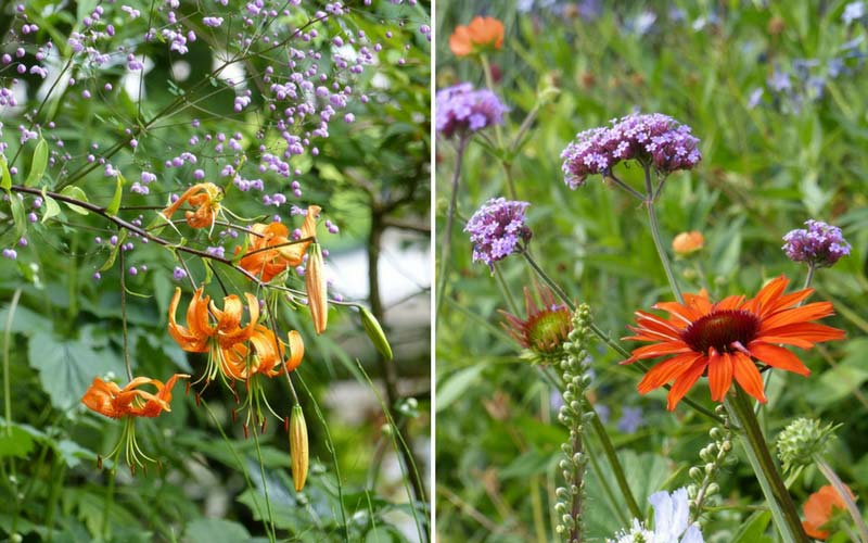 Associer l'orange et le violet au jardin