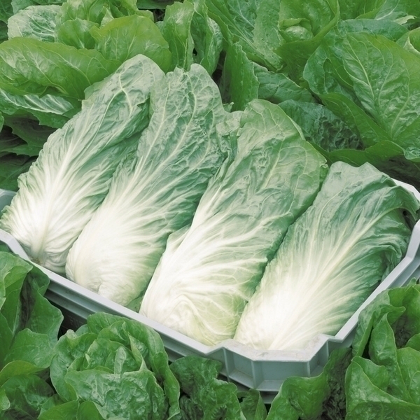 La Chicorée, une salade à redécouvrir au potager — free download