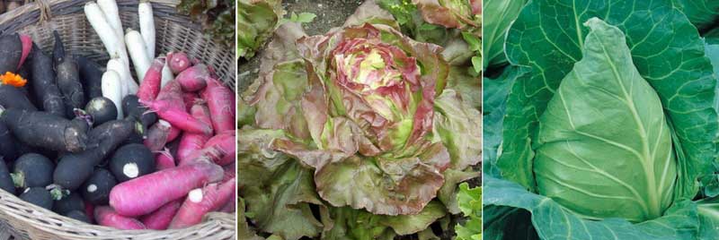 légumes à semer en fin d'été et automne