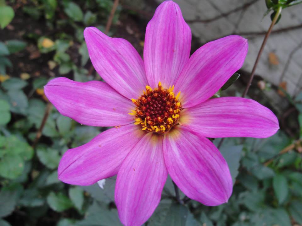 Dahlia