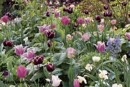 Bien qu'assez sophistiquées, ces tulipes 'Fontainebleau' et 'Ballade' reviendront tous les ans dans une bonne terre de jardin