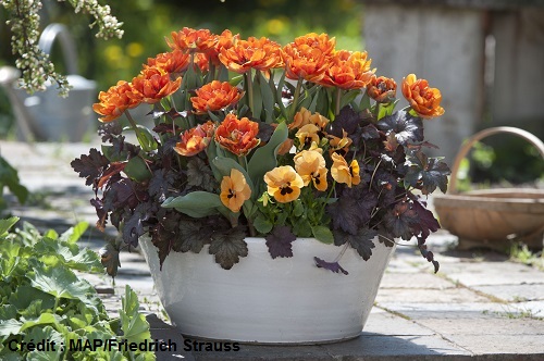 Si vous avez un sol très lourd et argileux, gorgé d'eau en hiver, privilégiez les tulipes en pots !