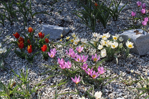 En sol sec et léger, pauvre en nutriments, ou dans la rocaille, les petites tulipes botaniques seront vos meilleures alliées !