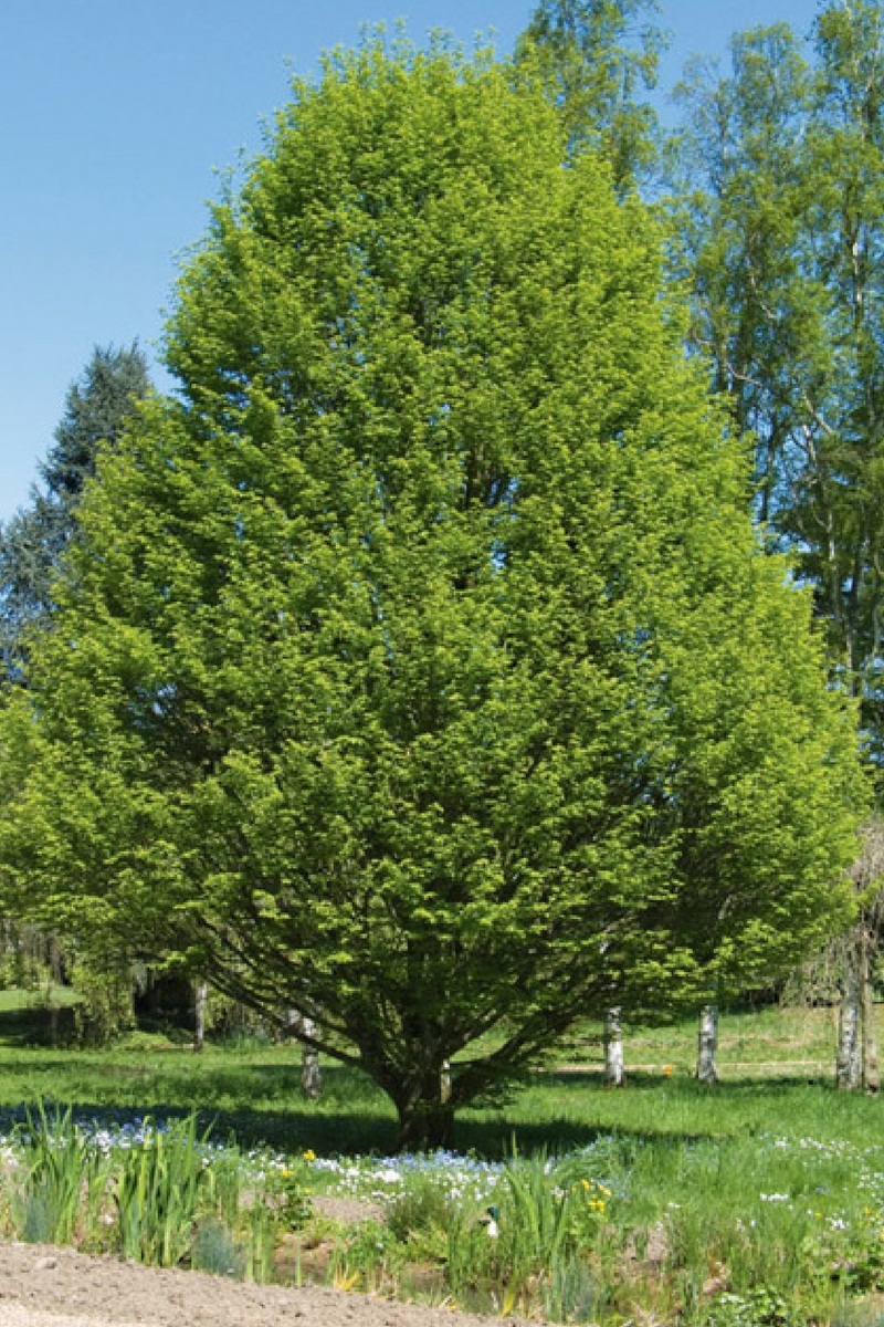 5 raisons de planter le charme ou carpinus betulus au jardin