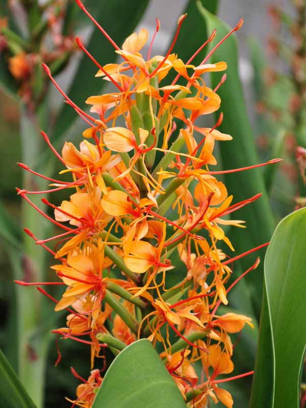 Hedychium coccineum 'Tara