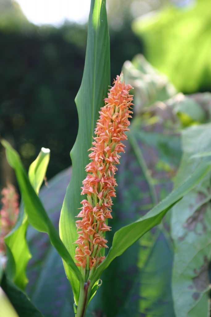 Hedychium densiflorum 'Assam Orange'