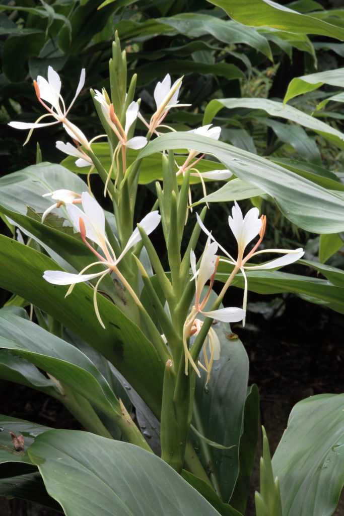 Hedychium forrestii