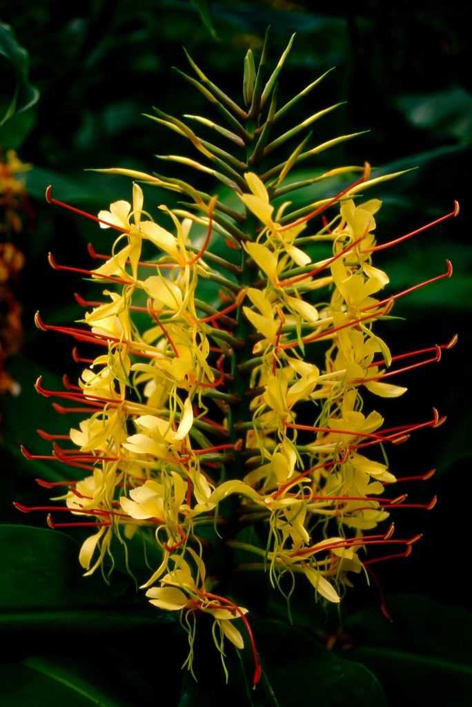 Hedychium gardnerianum