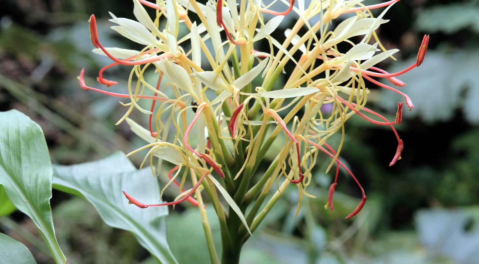 L'Hedychium, une exotique pour nos climats