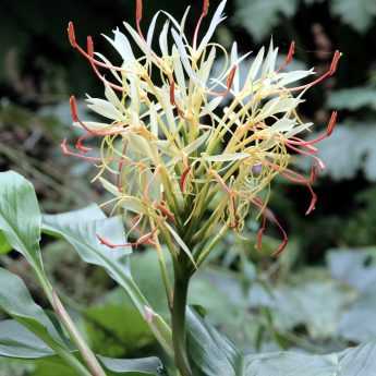 L'Hedychium, une exotique pour nos climats