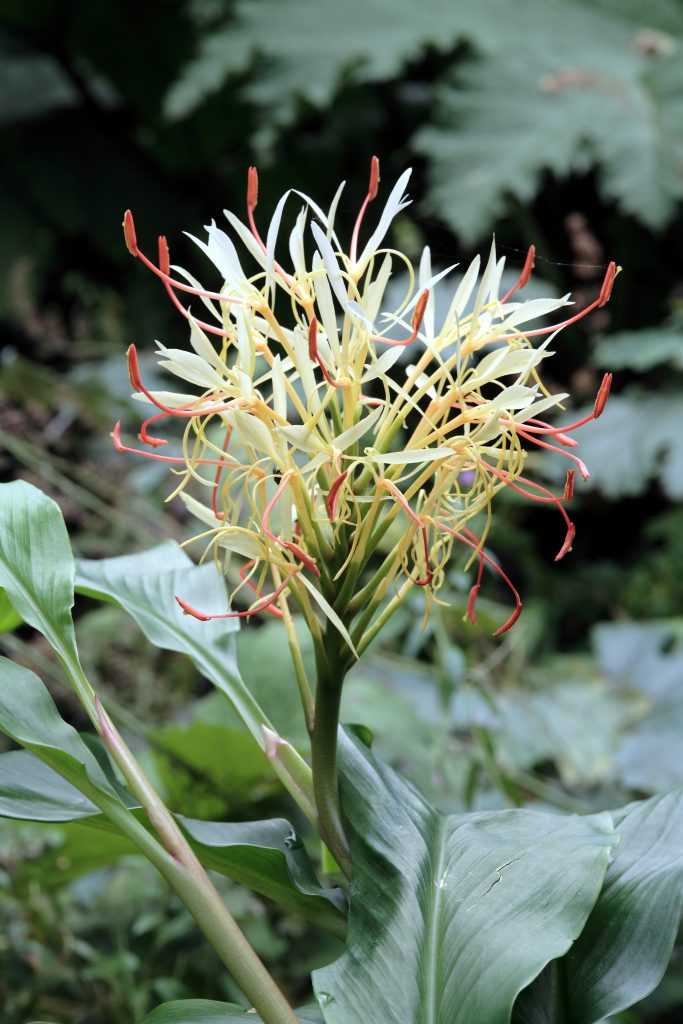 Hedychium yunnanense