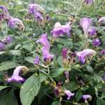 Strobilanthes, ma vivace coup de cœur