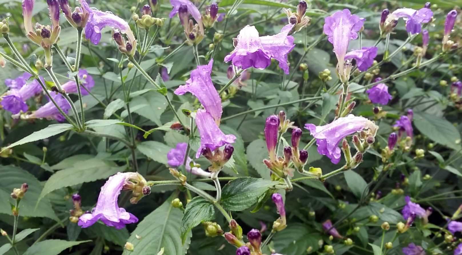 Strobilanthes, ma vivace coup de cœur