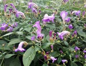 Strobilanthes rankanensis (pentstemonoides)