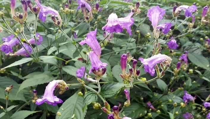 Strobilanthes, ma vivace coup de cœur