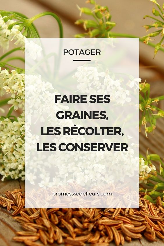 Comment extraire et conserver ses graines de tomates pour