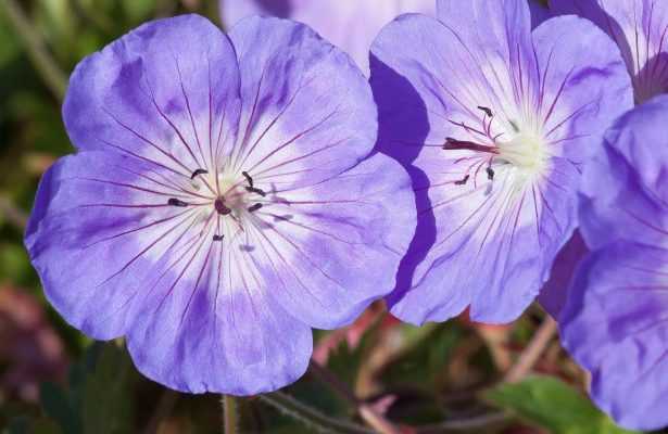 5 vivaces couvre-sols à longue floraison qu'il faut avoir!