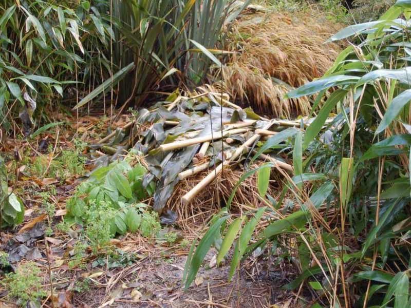 La protection des hedychium