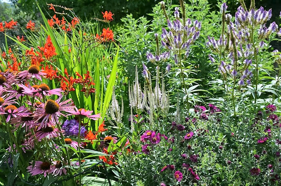 Dahlia - mixed border