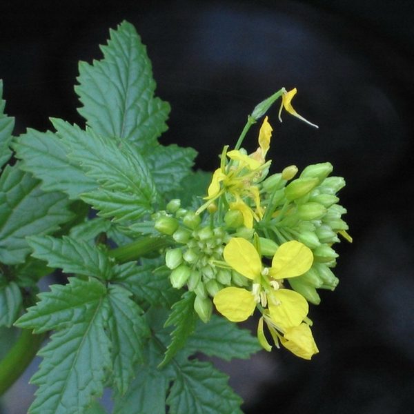 Moutarde blanche - engrais vert