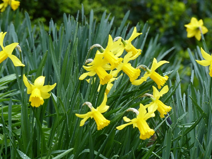 1- Le narcisse 'February Gold' fait partie du peloton de tête des floraisons printanières, il peut fleurir dès février mais chez moi c'est souvent dès début mars qu'il égaye les massifs où il est planté entre les touffes de vivaces.
