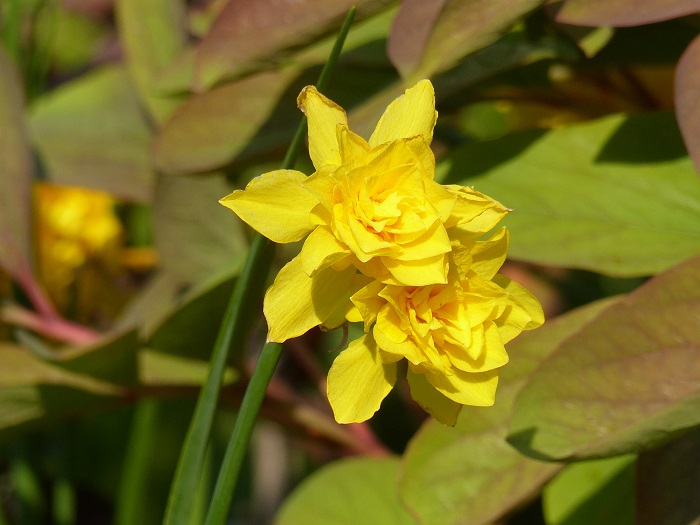 12 -Le dernier arrivé, Narcissus x odorus 'Plenus', m'a ravi ce printemps avec ses fleurs à la couronne évasée et très double, groupées par 2 sur des tiges bien solides. Son parfum est proportionnel à l'intensité de sa couleur et à sa duplicature, une pure merveille !