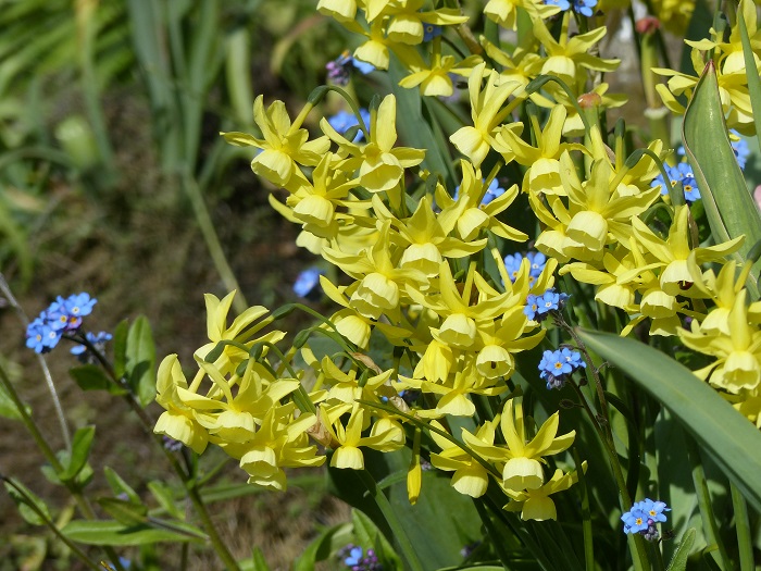 13- 'Hawera' est un petit botanique tardif, pluriflore, de 30 cm de haut, aux douces couleurs jaune beurre et beurre fondu. Son feuillage très fin reste discret une fois la floraison terminée.