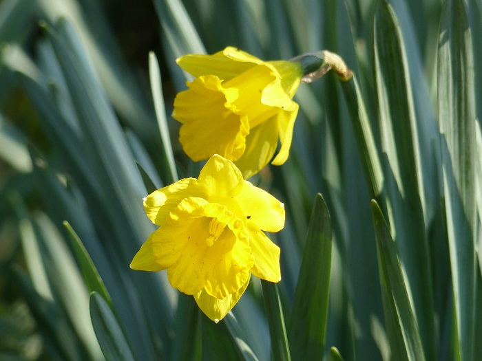 4 - La jonquille des bois, Narcissus pseudonarcissus Obvallaris ou le "Tenby Daffodil" de nos amis anglais, est le narcisse botanique à naturaliser par excellence. Ses fleurs à grandes trompettes jaune vif l'identifient clairement comme l'un des ancêtres sauvages de nos variétés horticoles actuelles. Mention spéciale à son joli feuillage très bleuté.