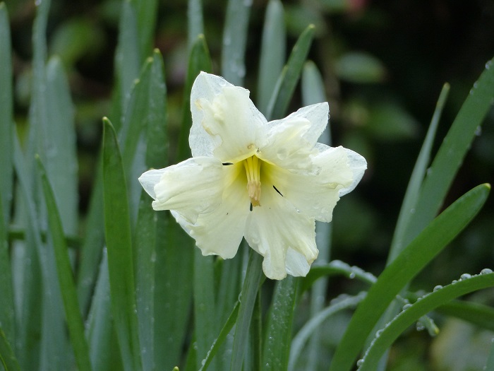 6 - 'Cassata' est un narcisses "à fleurs d'orchidée" ou "papillon" d'un blanc cassé, que j'apprécie pour sa forme ouvragée et sa robustesse. Je l'associe en bouquets aux jonquilles "classiques" à fleurs en trompette blanches ou jaunes.