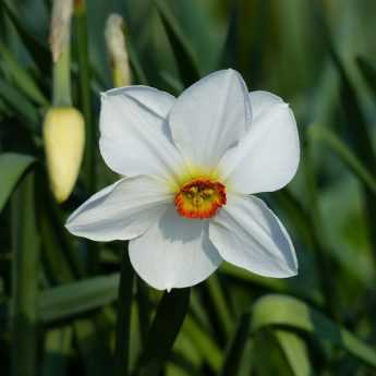 Top 15 des narcisses de mon jardin