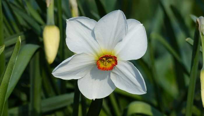 Top 15 des narcisses de mon jardin