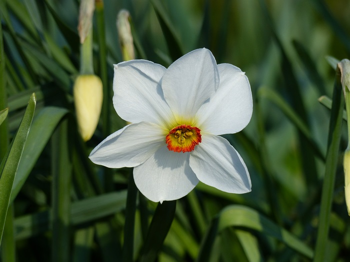 Top 15 des narcisses de mon jardin