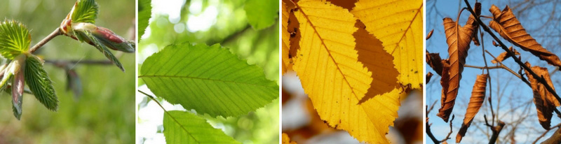 Le Charme, carpinus betulus : un arbre intéressant toute l'année