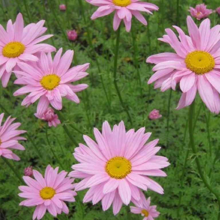 Non, le chrysanthème n'est pas une fleur de cimetière !