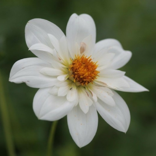 Dahlia Bride Bouquet