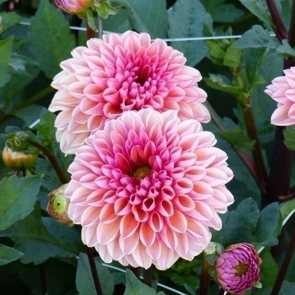 Dahlia Daisy Duke