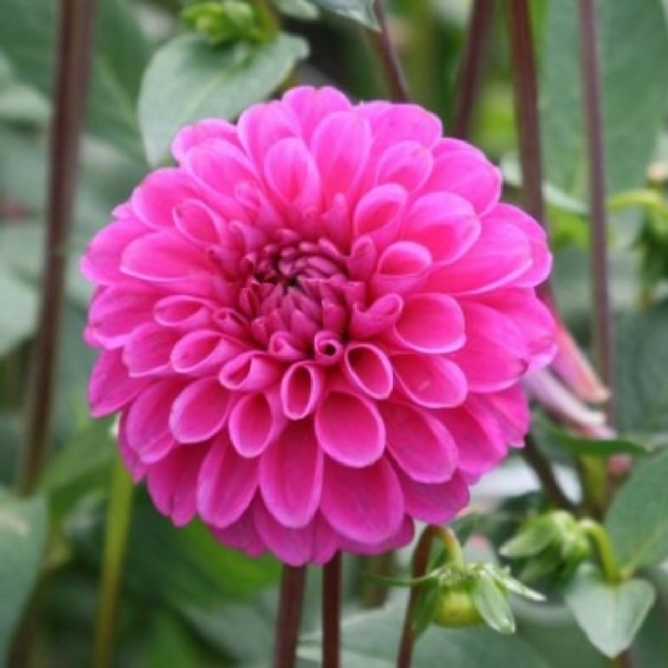 Dahlia Purple Fox