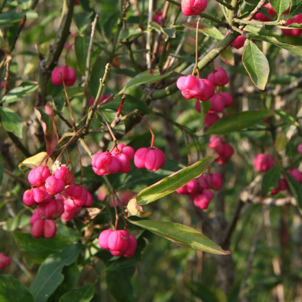 Euonymus europeaus avec Chrystanthème