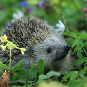 herisson-au-jardin